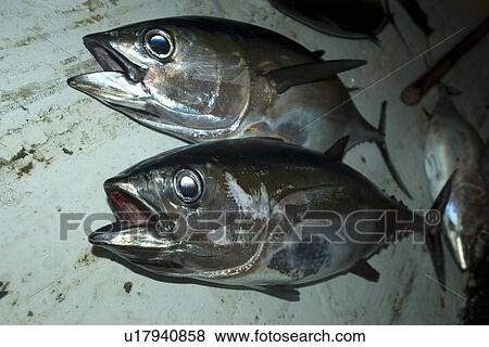 Bigeye tuna, Thunnus obesus, commercial fisheries, St. Peter and St. Paul's rocks, Brazil, Atlantic Ocean View Large Photo Image Stock Photo - Bigeye tuna, Thunnus obesus, commercial fisheries, St. Peter and St. Paul's rocks, Brazil, Atlantic Ocean . Fotosearch