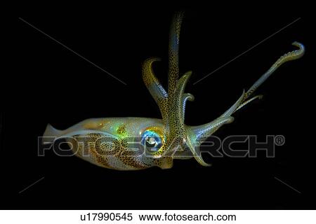 Bigfin Reef Squid (Sepioteuthis lessoniana) Dumaguete, s Island, Philippines View Large Photo Image Stock Photography - Bigfin Reef Squid (Sepioteuthis lessoniana) Dumaguete, s Island, Philippines. Fotosearch
