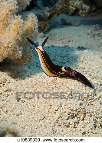 Bighorn nembrotha (Nembrotha megalocera). Ras Ghozlani, Ras Mohamed National Park, Sharm El Sheikh, South Sinai, Red Sea, Egypt. View Large Photo Image Stock Image - Bighorn nembrotha (Nembrotha megalocera). Ras Ghozlani, Ras Mohamed National Park, Sharm El Sheikh, South Sinai, Red Sea, Egypt.. Fotosearch
