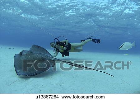 Picture - Bikini Diver with Sting rays, Stingray City Sandbar, Grand Cayman Island, Cayman Islands, Caribbean. Fotosearch
