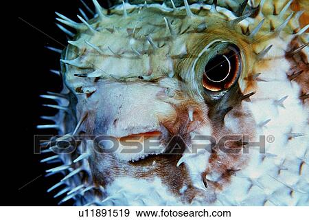 Stock Photo - Black-blotched porcupine fish, Diodon liturosus, Similan Islands, Thailand (Andaman Sea). Fotosearch