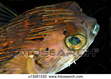 Black-blotched Porcupinefish (Diodon liturosus) Dumaguete, s Island, Philippines View Large Photo Image Stock Image - Black-blotched Porcupinefish (Diodon liturosus) Dumaguete, s Island, Philippines. Fotosearch