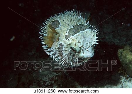 Stock Image - Black-blotched Porcupinefish (Diodon liturosus) inflated at night Similan Islands, Thailand (Andaman Sea). Fotosearch