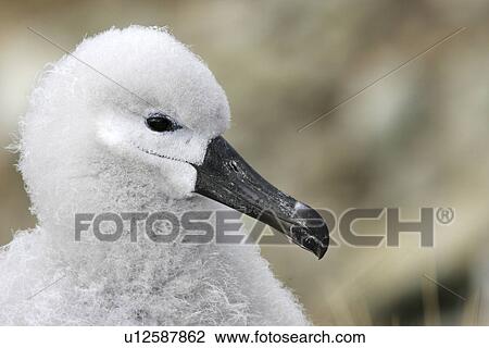 Black-browed Albatross (Thalassarche melanophrys) chick on nest in the Falkland Islands. ` View Large Photo Image Stock Image - Black-browed Albatross (Thalassarche melanophrys) chick on nest in the Falkland Islands. `. Fotosearch