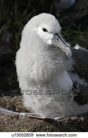 Black-browed albatross (Thalassarche melanophrys) downy chick at Devil's Nose on New Island in the Falkland Island Group, Falklands. View Large Photo Image Stock Photo - Black-browed albatross (Thalassarche melanophrys) downy chick at Devil's Nose on New Island in the Falkland Island Group, Falklands.. Fotosearch