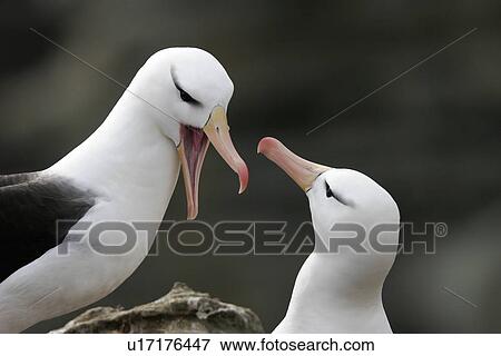 Stock Photo - Black-browed Albatross (Thalassarche melanophrys) adult courtship dance. Falkland Islands.. Fotosearch
