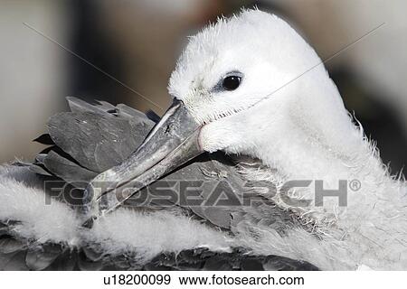 Black-browed albatross (Thalassarche melanophrys) chick (head detail) at Devil's Nose on New Island in the Falkland Island Group, Falklands. View Large Photo Image Stock Photo - Black-browed albatross (Thalassarche melanophrys) chick (head detail) at Devil's Nose on New Island in the Falkland Island Group, Falklands.. Fotosearch