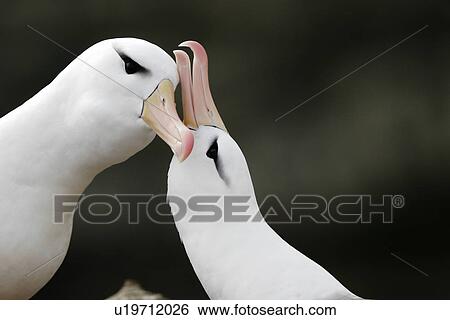 Black-browed Albatross (Thalassarche melanophrys) adult courtship dance. Falkland Islands. View Large Photo Image Stock Photograph - Black-browed Albatross (Thalassarche melanophrys) adult courtship dance. Falkland Islands.. Fotosearch