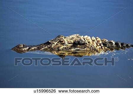 Stock Photograph - Black caiman, Melanosuchus niger, lurks in the water, Mamiraua sustainable development reserve, Amazonas, Brazil. Fotosearch