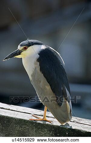 Stock Photo - Black crowned night-heron (Nycticorax nycticorax). National marine sanctuary, Monterey bay, California Pacific ocean, USA.. Fotosearch