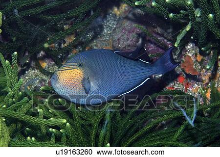 Black durgon, Melichthys niger, St. Peter and St. Paul's rocks, Brazil, Atlantic Ocean View Large Photo Image Stock Image - Black durgon, Melichthys niger, St. Peter and St. Paul's rocks, Brazil, Atlantic Ocean . Fotosearch