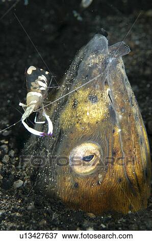 Stock Photo - Black finned snake eel (Ophictus Melanochir) with Short hand commensal shrimp (Palaemonidae). Lembeh Straits, Indonesia.. Fotosearch