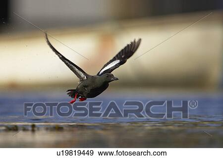 Stock Photo - Black Guillemot (Cepphus grylle) flying in the middle of Oban Bay with boats in the background. Black Guillemots nest in drains and holes in the sea wall in the middle of Oban town centre. Argyll Scotland, UK. Fotosearch