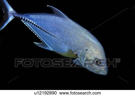 Black jack, Caranx lugubris, St. Peter and St. Paul's rocks, Brazil, Atlantic Ocean View Large Photo Image Stock Image - Black jack, Caranx lugubris, St. Peter and St. Paul's rocks, Brazil, Atlantic Ocean . Fotosearch
