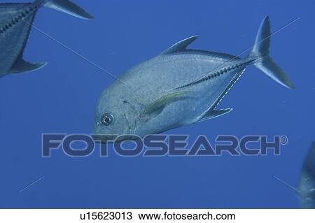 Stock Image - Black jack (Caranx lugubris). St. Peter and St. Paul's rocks, Brazil, Atlantic Ocean . Fotosearch