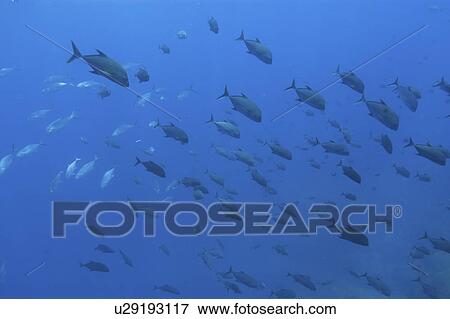 Stock Photo - Black jacks (Caranx lugubris) and blue runners (Carangoides crysos), schooling in open water. St. Peter and St. Paul's rocks, Brazil, Atlantic Ocean . Fotosearch