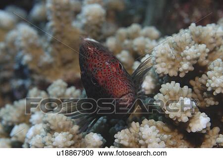 Stock Photo - Black-seded hawkfish (Paracirrhites forsteri), profile of head with red spots, Rangiroa, French Polynesia, Southern Pacific Ocean. Fotosearch