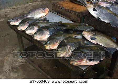 Black tambaqui, Colossoma macropomum, for sale at riverside fish market, Amazonas, Brazil View Large Photo Image Stock Image - Black tambaqui, Colossoma macropomum, for sale at riverside fish market, Amazonas, Brazil. Fotosearch