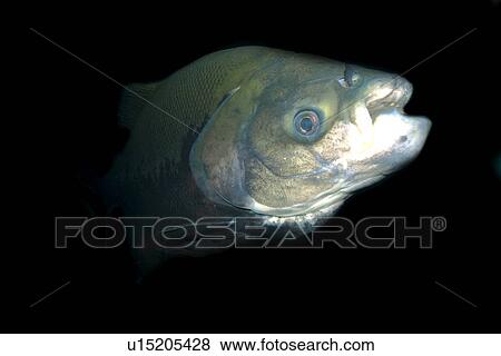 Stock Photo - Black tambaqui, Colossoma macropomum, Manaus, Amazonas, Brazil. Fotosearch