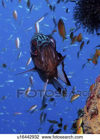 Black tip soldier fish (Myripristis adusta) standing guard over its territory on the reef. Pemba, Tanzania. View Large Photo Image Stock Image - Black tip soldier fish (Myripristis adusta) standing guard over its territory on the reef. Pemba, Tanzania. . Fotosearch