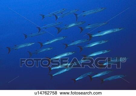 Blackfin barracuda, Sphyraena qenie, schooling, Namu atoll, Marshall Islands (N. Pacific) View Large Photo Image Stock Photo - Blackfin barracuda, Sphyraena qenie, schooling, Namu atoll, Marshall Islands (N. Pacific). Fotosearch