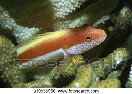 Blackside or Freckled Hawkfish (Paracirrhites forsteri) Rongelap, Marshall Islands (N. Pacific) View Large Photo Image Stock Photo - Blackside or Freckled Hawkfish (Paracirrhites forsteri) Rongelap, Marshall Islands (N. Pacific). Fotosearch