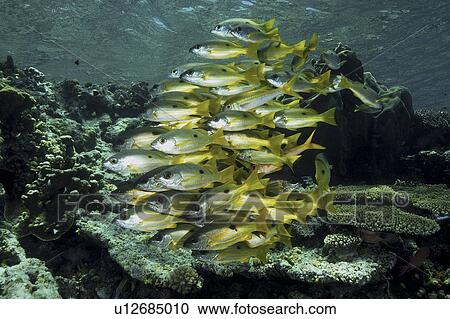 Stock Image - Blackspot Snapper (Lutjanus ehrenbergi) Shoal. Marsa Alarm, Egypt, Red Sea. Fotosearch