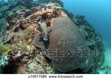 Stock Photo - Blackspotted Grunt (Plectorhynchus gaterinus). Borneo, Malaysia. Fotosearch