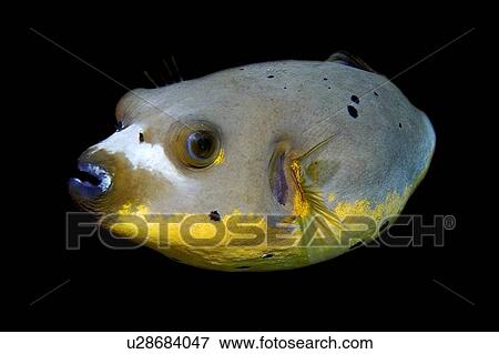 Blackspotted puffer fish, Arothron nigropunctatus, Dumaguete, s, Philippines, Visayan sea View Large Photo Image Stock Photo - Blackspotted puffer fish, Arothron nigropunctatus, Dumaguete, s, Philippines, Visayan sea. Fotosearch