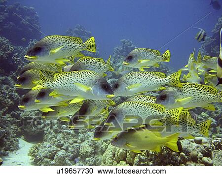Blackspotted sweetlips (Plectorhinchus gaterinus). Marsa Shagra, Marsa Alaam, Red Sea, Egypt. View Large Photo Image Stock Image - Blackspotted sweetlips (Plectorhinchus gaterinus). Marsa Shagra, Marsa Alaam, Red Sea, Egypt.. Fotosearch