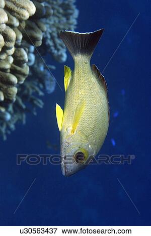 Blacktail snapper, Lutjanus fulvus, Rongelap, Marshall Islands, Micronesia View Large Photo Image Stock Photo - Blacktail snapper, Lutjanus fulvus, Rongelap, Marshall Islands, Micronesia. Fotosearch