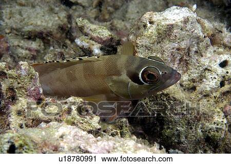 Stock Image - Blacktip Grouper (Epinephelus fasciatus). Borneo, Malaysia. Fotosearch