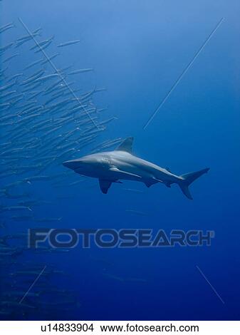 Blacktip shark (Carcharhinus limbatus) Species Near threatened. Shark and Yolanda, Sharm El Sheikh, South Sinai, Red Sea, Egypt. View Large Photo Image Picture - Blacktip shark (Carcharhinus limbatus) Species Near threatened. Shark and Yolanda, Sharm El Sheikh, South Sinai, Red Sea, Egypt.. Fotosearch