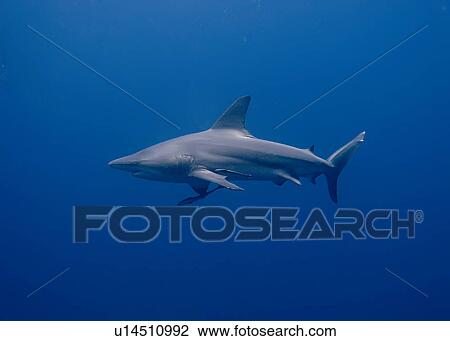 Blacktip shark (Carcharhinus limbatus) Species Near threatened. Shark and Yolanda, Sharm El Sheikh, South Sinai, Red Sea, Egypt. View Large Photo Image Stock Image - Blacktip shark (Carcharhinus limbatus) Species Near threatened. Shark and Yolanda, Sharm El Sheikh, South Sinai, Red Sea, Egypt.. Fotosearch