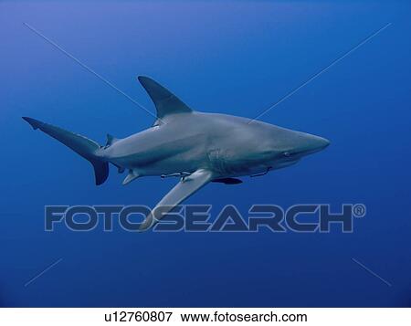 Stock Photo - Blacktip shark (Carcharhinus limbatus). Note the large fishing hook in the side of the mouth. Species near threatened. Shark and Yolanda, Sharm El Sheikh, South Sinai, Red Sea, Egypt.. Fotosearch