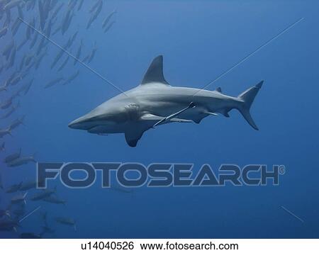 Stock Photograph - Blacktip shark (Carcharhinus limbatus) Species Near threatened. Shark and Yolanda, Sharm El Sheikh, South Sinai, Red Sea, Egypt.. Fotosearch