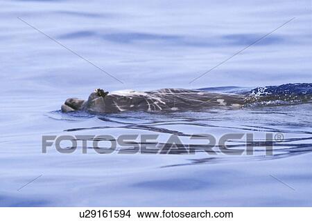 Picture - Blainvilles Beaked Whale (Mesoplodon densirostris) A lone adult male surfacing in deep water off the Kona Coast of Hawaii, USA. PAcific Ocean. (rr). Fotosearch