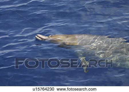 Blainvilles beaked whale (Mesoplodon densirostris) surfacing, Gran Canaria, Canary Islands, Atlantic Ocean View Large Photo Image Stock Image - Blainvilles beaked whale (Mesoplodon densirostris) surfacing, Gran Canaria, Canary Islands, Atlantic Ocean. Fotosearch