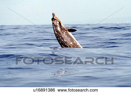 Blainvilles Beaked Whale, Mesoplodon densirostris, breaching in deep water off the Kona coast, Hawaii View Large Photo Image Stock Photograph - Blainvilles Beaked Whale, Mesoplodon densirostris, breaching in deep water off the Kona coast, Hawaii. Fotosearch
