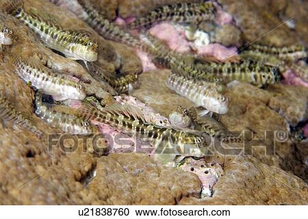 Stock Image - Blennies in tidepool, Entomacrodus vomerinus, St. Peter and St. Paul's rocks, Brazil, Atlantic Ocean . Fotosearch