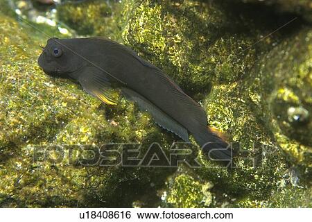 Stock Photograph - Blenny, Ophioblennius trinitatis, St. Peter and St. Paul's rocks, Brazil, Atlantic Ocean . Fotosearch