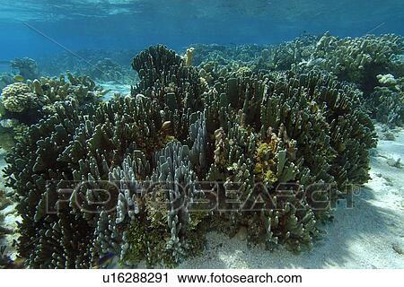 Blue Coral (Heliopora coerulea) Namu atoll, Marshall Islands (N. Pacific) View Large Photo Image Stock Image - Blue Coral (Heliopora coerulea) Namu atoll, Marshall Islands (N. Pacific). Fotosearch
