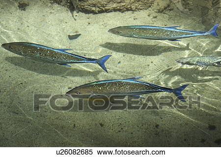 Stock Photography - Blue fin Trevallies (Caranx melampygus) swimming near surface, Oahu, Hawaii (Pacific). Fotosearch