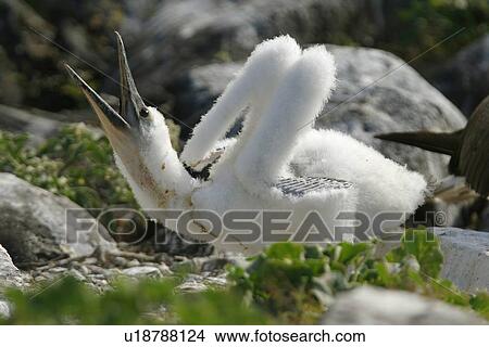 Picture - Blue-footed booby (Sula nebouxii) chick calling for food from a parent in the Galapagos Island Group, Ecuador. The Galapagos are a nest and breeding area for blue-footed boobies.. Fotosearch