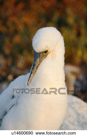 Stock Image - Blue-footed booby (Sula nebouxii) chick in the Galapagos Island Group, Ecuador. The Galapagos are a nest and breeding area for blue-footed boobies.. Fotosearch