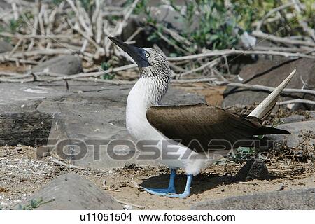 Picture - Blue-footed booby (Sula nebouxii) in the Galapagos Island Group, Ecuador. The Galapagos are a nest and breeding area for blue-footed boobies.. Fotosearch