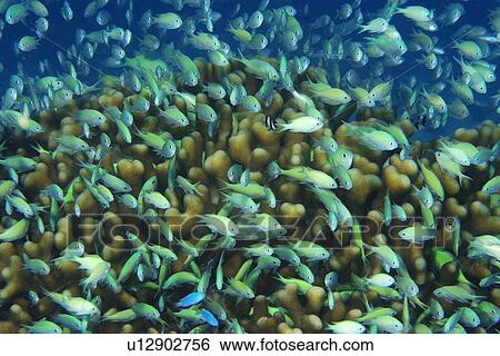 Stock Photograph - Blue-green chromis, Chromis viridis, Rongelap, Marshall Islands, Micronesia. Fotosearch