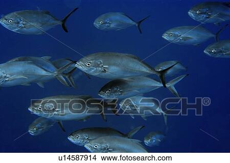 Blue runners, Carangoides crysos, schooling in open water, St. Peter and St. Paul's rocks, Brazil, Atlantic Ocean View Large Photo Image Picture - Blue runners, Carangoides crysos, schooling in open water, St. Peter and St. Paul's rocks, Brazil, Atlantic Ocean . Fotosearch