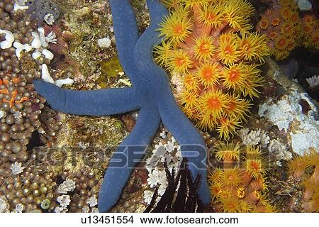 Blue sea star, Linckia laevigata, and orange cup coral, Tubastrea faulkneri, night, West Escarceo, Puerto Galera, Mindoro, Philippines View Large Photo Image Picture - Blue sea star, Linckia laevigata, and orange cup coral, Tubastrea faulkneri, night, West Escarceo, Puerto Galera, Mindoro, Philippines. Fotosearch