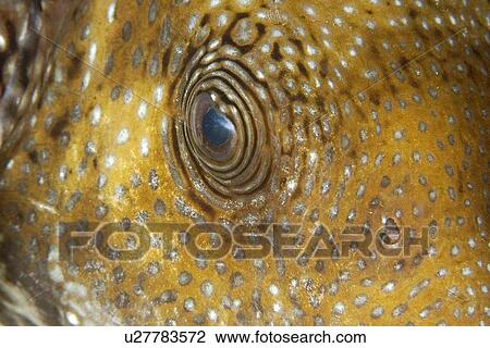 Stock Image - Blue-spotted puffer, (Arothron caeruleopunctatus), eye detail, Dumaguete, s, Philippines, Visayan sea. Fotosearch